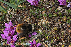 Bombus monticola on Saxifraga oppositifolia (C380744) Bombus monticola on Saxifraga oppositifolia (C380744)