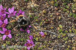 Bombus monticola on Saxifraga oppositifolia (C380745) Bombus monticola on Saxifraga oppositifolia (C380745)
