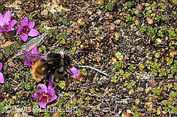 Bombus monticola on Saxifraga oppositifolia (C380746) Bombus monticola on Saxifraga oppositifolia (C380746)
