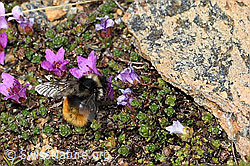 Bombus monticola on Saxifraga oppositifolia (C380747) Bombus monticola on Saxifraga oppositifolia (C380747)
