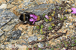 Bombus monticola on Saxifraga oppositifolia (C380748) Bombus monticola on Saxifraga oppositifolia (C380748)