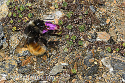 Bombus monticola on Saxifraga oppositifolia (C380749) Bombus monticola on Saxifraga oppositifolia (C380749)