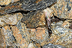Formica pressilabris (C380773) Formica pressilabris (C380773)