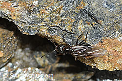 Formica pressilabris (C380777) Formica pressilabris (C380777)