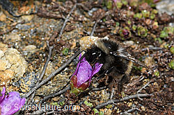 Bombus monticola on Saxifraga oppositifolia (C380780) Bombus monticola on Saxifraga oppositifolia (C380780)