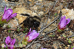 Bombus monticola on Saxifraga oppositifolia (C380781) Bombus monticola on Saxifraga oppositifolia (C380781)