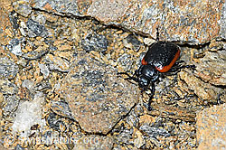 Rotsaum-Blattkäfer (Chrysolina sanguinolenta) (C380802) Rotsaum-Blattkäfer (Chrysolina sanguinolenta) (C380802)