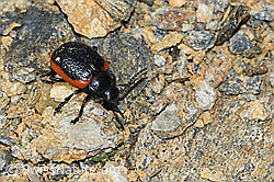 Rotsaum-Blattkäfer (Chrysolina sanguinolenta) (C380804) Rotsaum-Blattkäfer (Chrysolina sanguinolenta) (C380804)