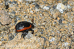 Rotsaum-Blattkäfer (Chrysolina sanguinolenta) (C380806) Rotsaum-Blattkäfer (Chrysolina sanguinolenta) (C380806)