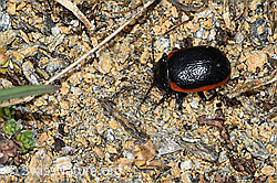 Rotsaum-Blattkäfer (Chrysolina sanguinolenta) (C380807) Rotsaum-Blattkäfer (Chrysolina sanguinolenta) (C380807)