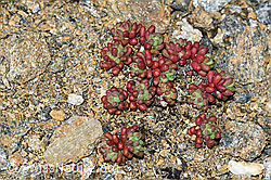 Sedum atratum (07.2026, C380808)