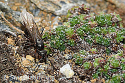 Starkbeborstete Gebirgswaldameise (Formica lugubris) (C380811)