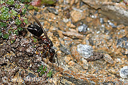 Starkbeborstete Gebirgswaldameise (Formica lugubris) (C380813)