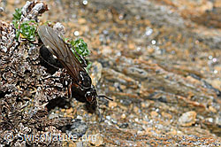 Starkbeborstete Gebirgswaldameise (Formica lugubris) (C380814)