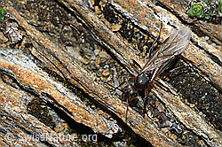 Starkbeborstete Gebirgswaldameise (Formica lugubris) (C380816)