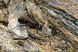 Starkbeborstete Gebirgswaldameise (Formica lugubris) (C380817)