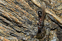 Starkbeborstete Gebirgswaldameise (Formica lugubris) (C380818)