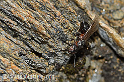Starkbeborstete Gebirgswaldameise (Formica lugubris) (C380819)