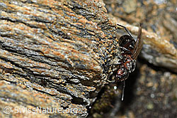 Starkbeborstete Gebirgswaldameise (Formica lugubris) (C380820)