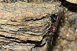 Starkbeborstete Gebirgswaldameise (Formica lugubris) (C380827)