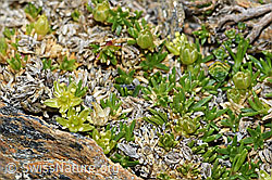 Minuartia sedoides (C380830) Minuartia sedoides (C380830)