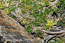 Minuartia sedoides (C380832) Minuartia sedoides (C380832)