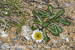 C380846: Einköpfiges Berufkraut (Erigeron uniflorus)