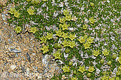 Minuartia sedoides (C380849) Minuartia sedoides (C380849)