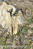 Alpen-Rispengras (Poa alpina) (C380879) Alpen-Rispengras (Poa alpina) (C380879)