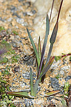 Alpen-Rispengras (Poa alpina) (C380881) Alpen-Rispengras (Poa alpina) (C380881)
