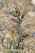 Alpen-Rispengras (Poa alpina) (C380883) Alpen-Rispengras (Poa alpina) (C380883)