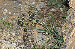 Alpen-Rispengras (Poa alpina) (C380886) Alpen-Rispengras (Poa alpina) (C380886)