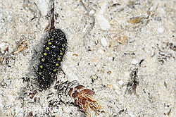 C380926: Alpen-Widderchen Raupe (Zygaena exulans)