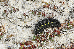C380928: Alpen-Widderchen Raupe (Zygaena exulans)