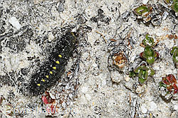 C380930: Alpen-Widderchen Raupe (Zygaena exulans)