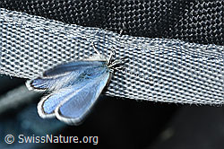 C380932: Heller Alpenbläuling (Agriades orbitulus)