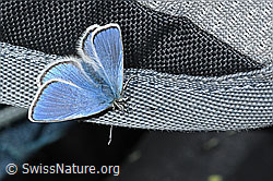 C380933: Heller Alpenbläuling (Agriades orbitulus)
