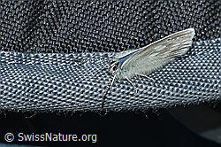 C380936: Heller Alpenbläuling (Agriades orbitulus)