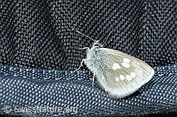 C380939: Heller Alpenbläuling (Agriades orbitulus)