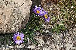 C380942: Alpen-Aster (Aster alpinus)