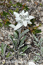 C380944: Edelweiss (Leontopodium alpinum)