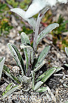C380946: Edelweiss (Leontopodium alpinum)