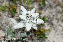 C380947: Edelweiss (Leontopodium alpinum)