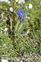 C380977: Schnee-Enzian (Gentiana nivalis)