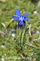 C380978: Schnee-Enzian (Gentiana nivalis)