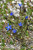 C380980: Schnee-Enzian (Gentiana nivalis)