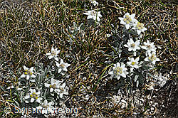 C381048: Edelweiss (Leontopodium alpinum)