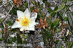 C381050: Silberwurz (Dryas octopetala)
