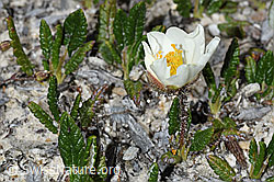 C381057: Silberwurz (Dryas octopetala)