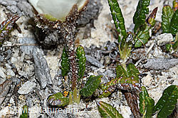 C381059: Silberwurz (Dryas octopetala)
